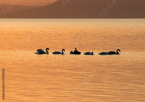 Fotografia swan family on sunset