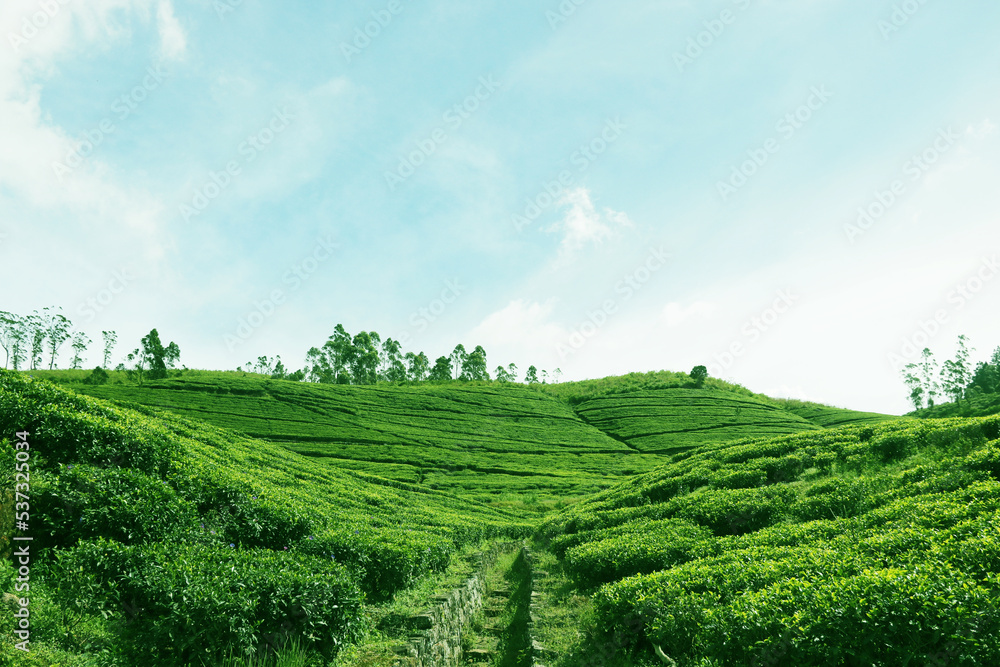 Natural beauty of tea field from srilanka. in the morning view. traveling Natural landscape photo