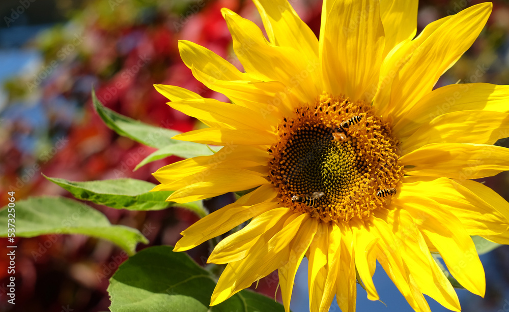Bee eats pollen from a yellow sunflower with sunlight Bee eats pollen from a yellow sunflower with sunlight