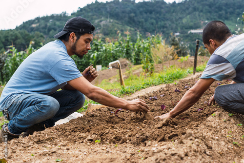 Young farmer planted pepper in the soil.