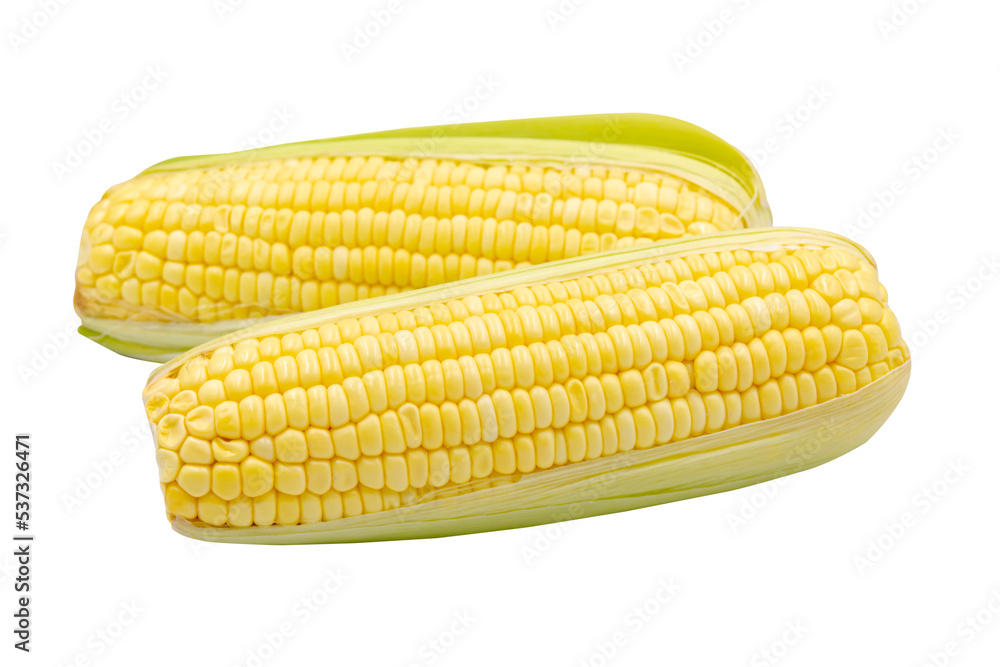 Corn isolated on white background with clipping path Corn isolated on white background with clipping path