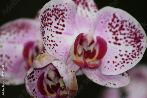 Orquídea 