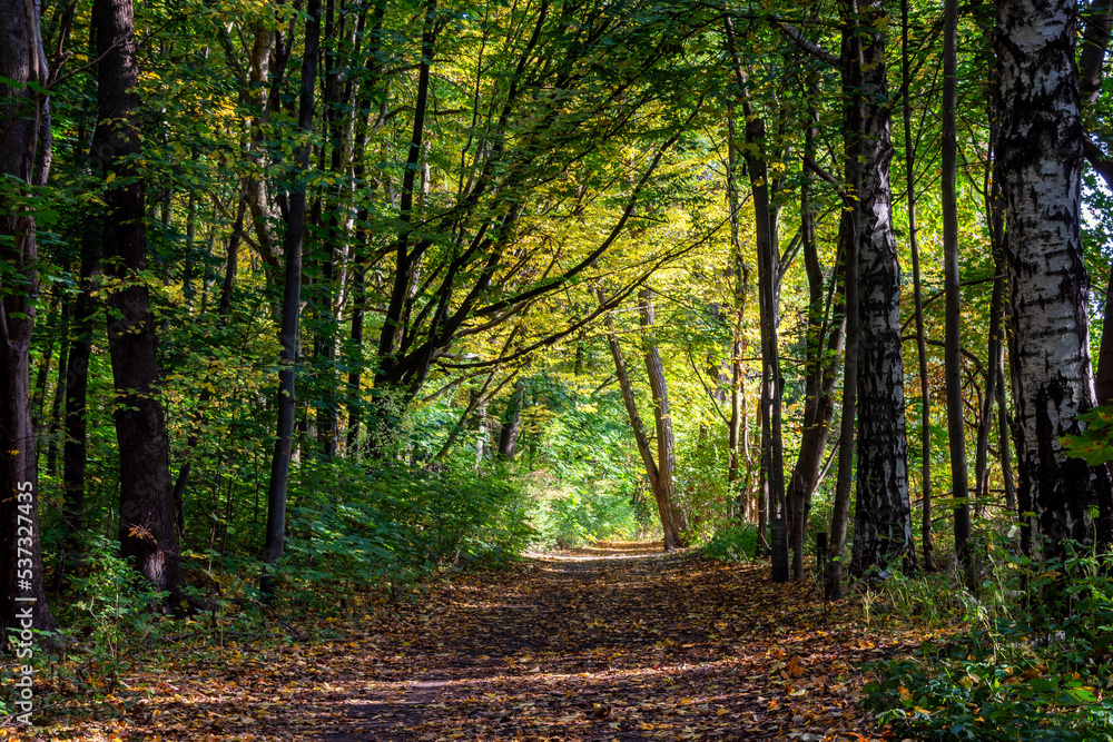 Fototapeta premium Piękno jesiennego lasu, Podlasie, Polska