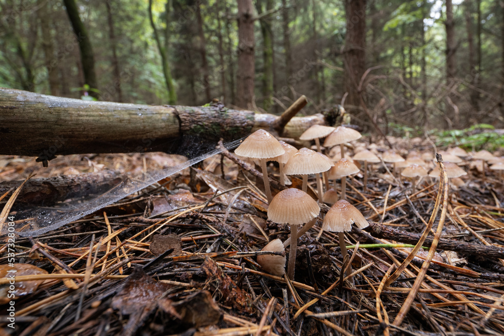 A non-edible fungus growing in the forest. A non-edible fungus growing in the forest.