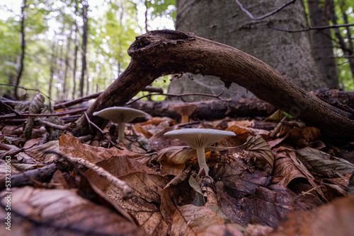 A non-edible fungus growing in the forest.