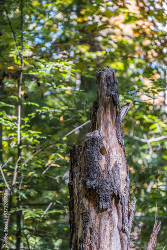 Woodpecker hole in rotting tree closeup