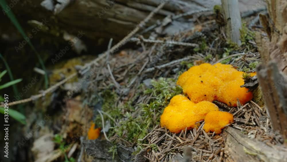 The yellow fungus on the mossy rocks in the forest on a closer look in Estonia The yellow fungus on the mossy rocks in the forest on a closer look in Estonia