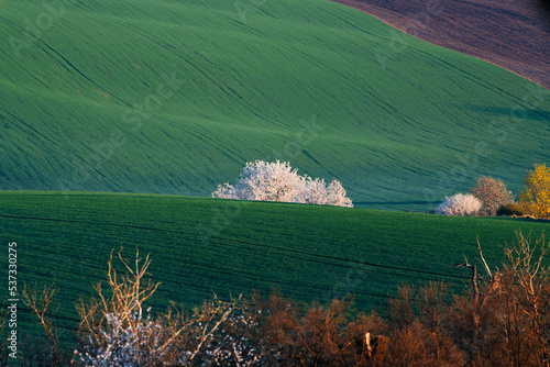 Field waves with blossoming trees in the spring  South Moravia  Czech Republic