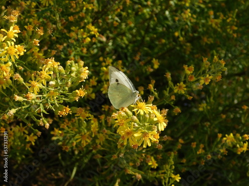 A small white or pieris rapae butterfly on false yellowhead, or Dittrichia viscosa, wild plant photo