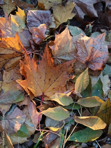 Multi-colored dry foliage. In the center is a yellow maple leaf. View from above.