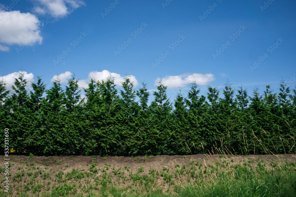 Obraz premium Hedge Line on a Sunny Day