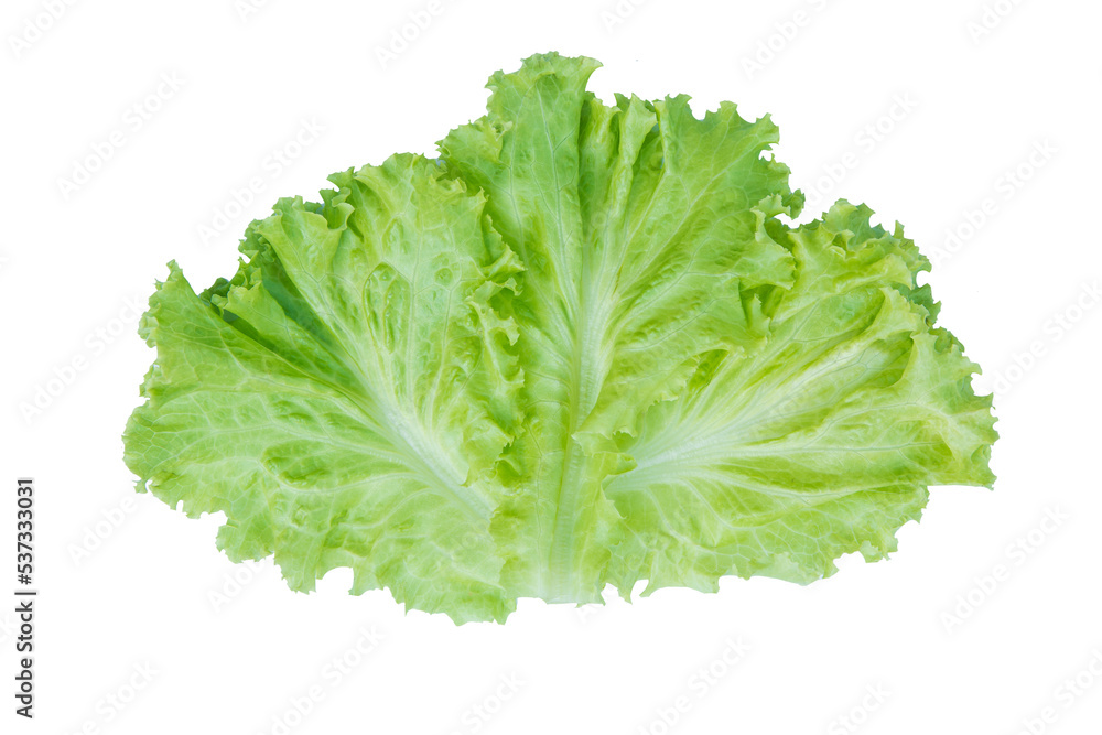 Salad leaf. Lettuce isolated on white background. with clipping path