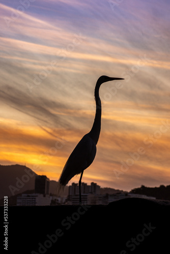 heron on sunset