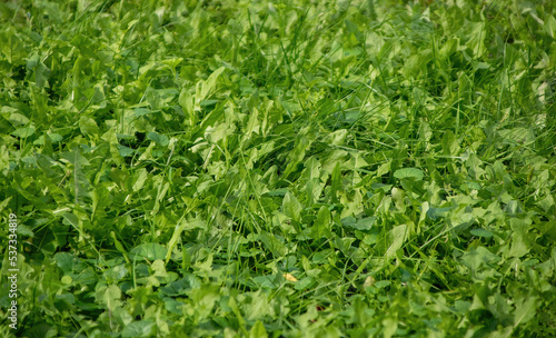 Background of green grass with blurry top and bottom, sharpness in the center of the frame. selective focus