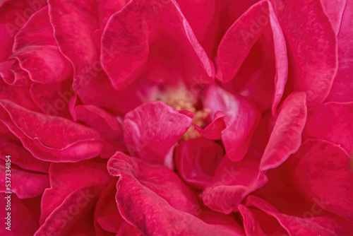 Close-up of pink petals of a rose flower. selective focus