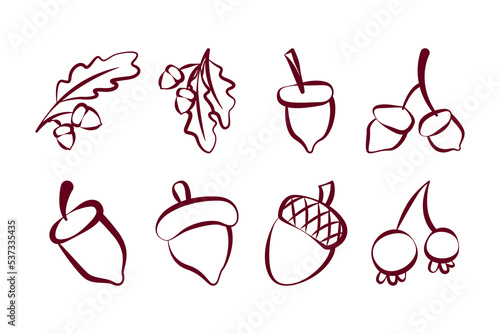 Lineart of various oak nut acorns set. Isolated on white background. Elements for autumn needs