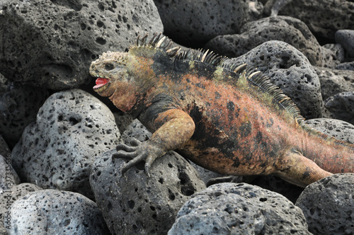 Galapagos Meerechse auf Lavagestein 