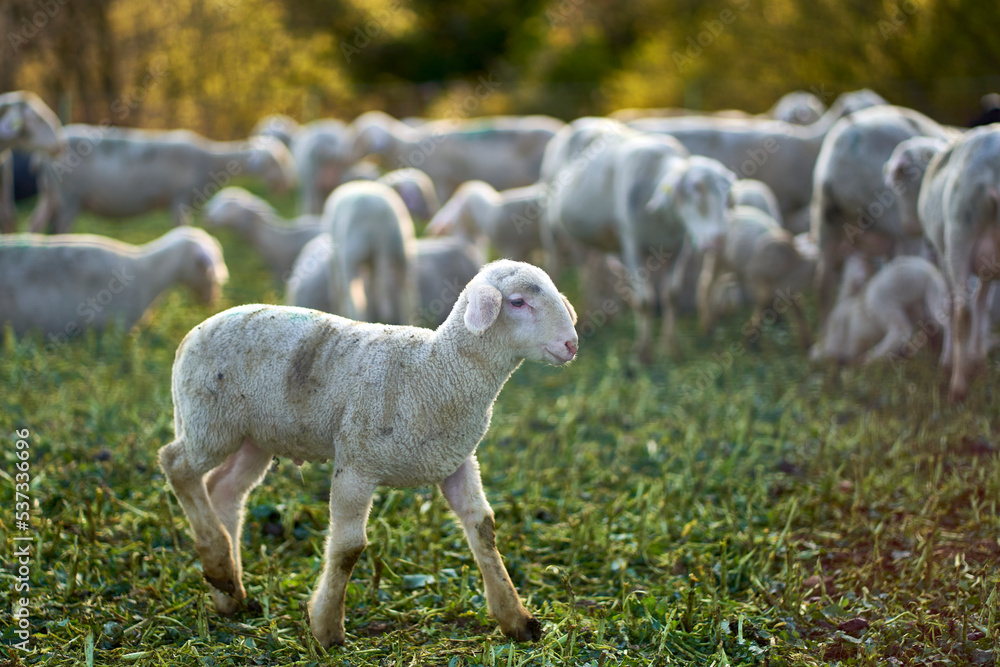Young lamb walking on green pasture meadow. Herd of animals in the background. At dawn. Side view. Young lamb walking on green pasture meadow. Herd of animals in the background. At dawn. Side view.