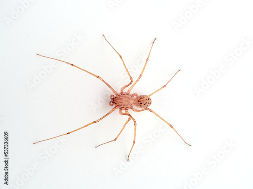 Insolated Spitting Spider. Genus Scytodes. © Macronatura.es