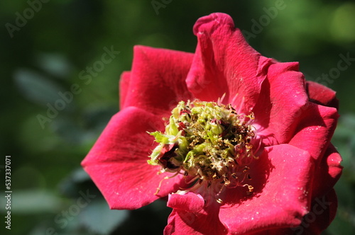 Close up of unusual blossom of a red rose with shoots growing out of a center - phenomenon called phyllody