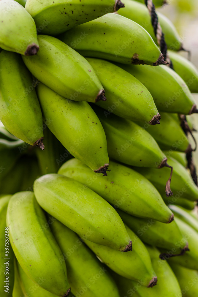Unripe banana stalk. Nature.