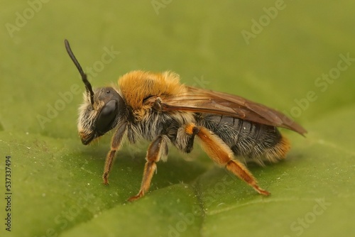 Closeup of a andrena haemorrhoa on a green leaf photo