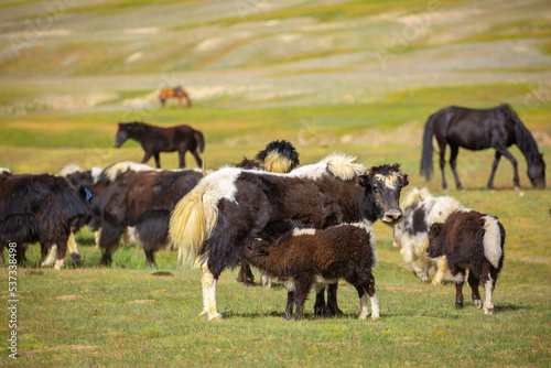 A herd of yaks graze in the mountains. Himalayan big yak in a beautiful landscape. Hairy cow cattle wild animal in nature in Tibet. Sunny summer day in the wild. Farm animal in Nepal and Tibet. © Vera
