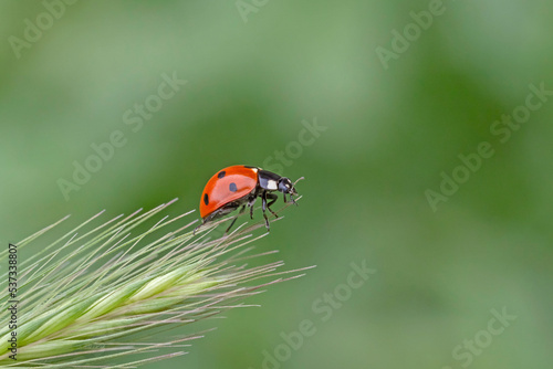 ladybug sitting on ear against green background