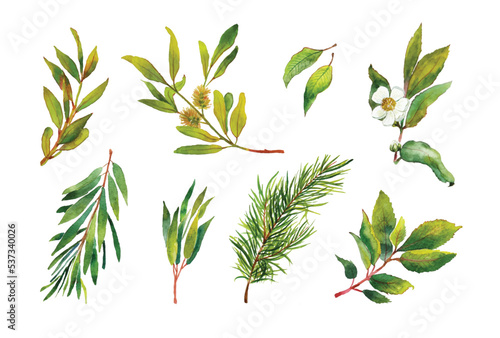 Green watercolor tea leaves. Set of vector watercolor leaves. Hand drawn botanical illustrations. Tea Leaf Isolated Images. Tea leaf art. Green Tea Leaves Set. 