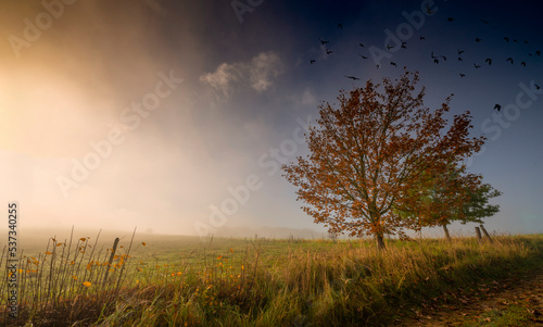 an autumnal landscape and fog