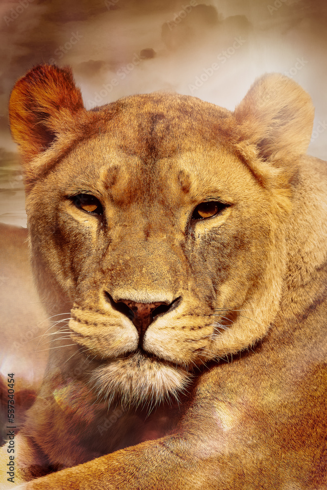 close up of a lion close up of a lion