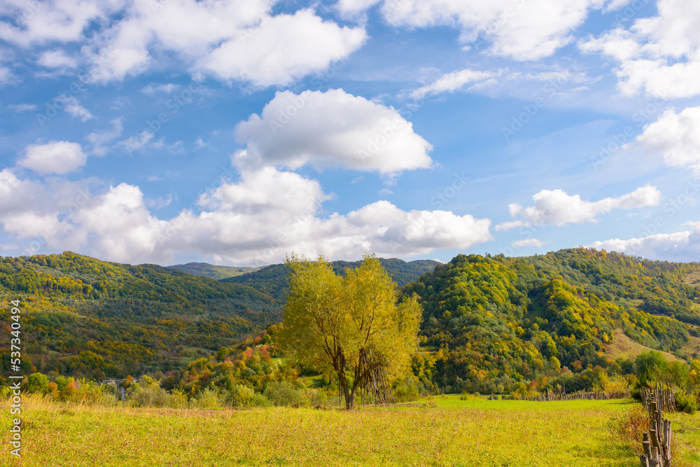 yellow tree in rural landscape. mountainous countryside scenery in early autumn. distant valley and steep hills in fall colors. sunny weather with blue sky and cumulus clouds