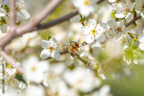 Bee on a flower of the white cherry blossoms. White flowers bloom in the trees. Spring landscape with blooming sakura tree. Beautiful blooming garden on a sunny day. Copy space for text.