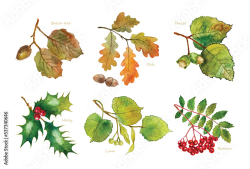 Watercolor drawing of leaves of beech, oak, hazel, acorn, holly, lime, linden, mountain ash, rowan. Vector set of watercolor illustrations of branches and leaves. 
