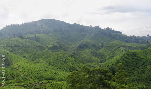 Scenic view of tea plantation, Cameron Highlands on a foggy day, Malaysia