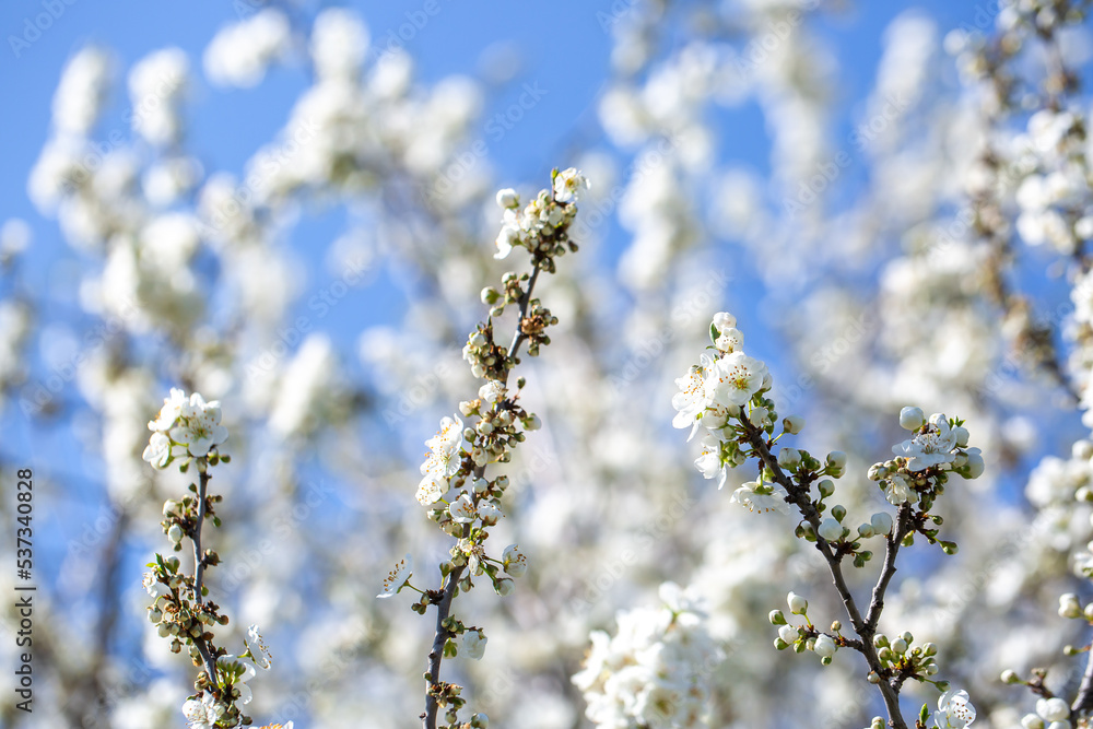 White flowers bloom in the trees. Spring landscape with blooming sakura tree. Beautiful blooming garden on a sunny day. Copy space for text. White flowers bloom in the trees. Spring landscape with blooming sakura tree. Beautiful blooming garden on a sunny day. Copy space for text.
