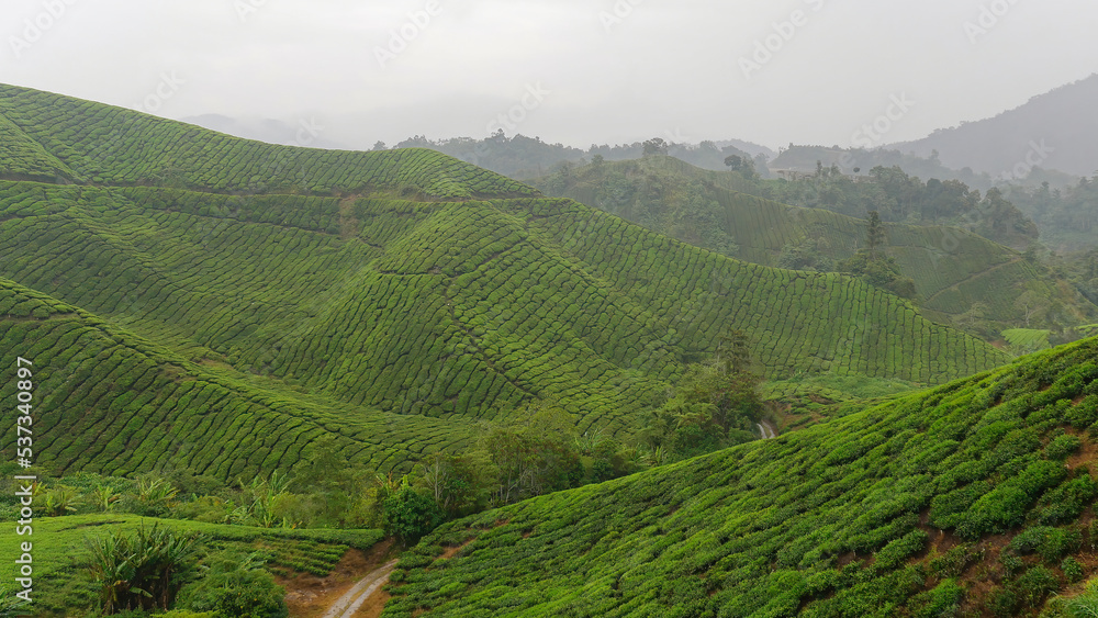 Amazing view of tea plantation, Cameron Highlands, Malaysia