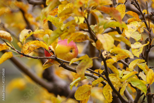 Jomsom apples on tree. Apple garden in Marpha, lower Mustang, Nepal. photo