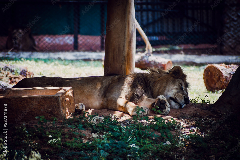 Fototapeta premium Lion in the zoo