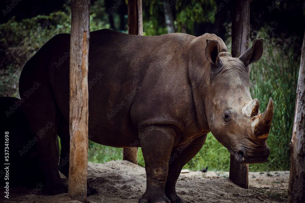 Naklejka premium rhino in the zoo