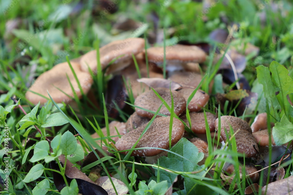 honey fungus mushrooms in the forest on a background of green grass honey fungus mushrooms in the forest on a background of green grass