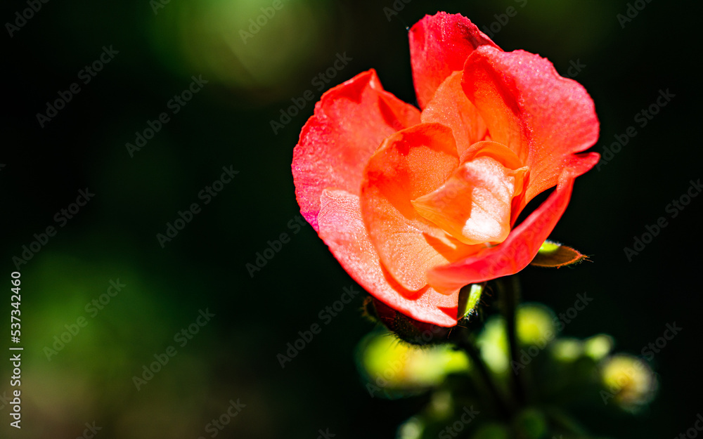 Rote Rose im Garten