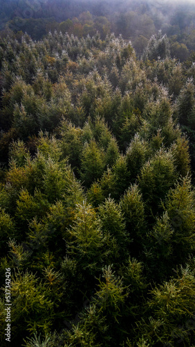 朝露に輝くカラマツの森　縦構図 © Yuuki Kobayashi