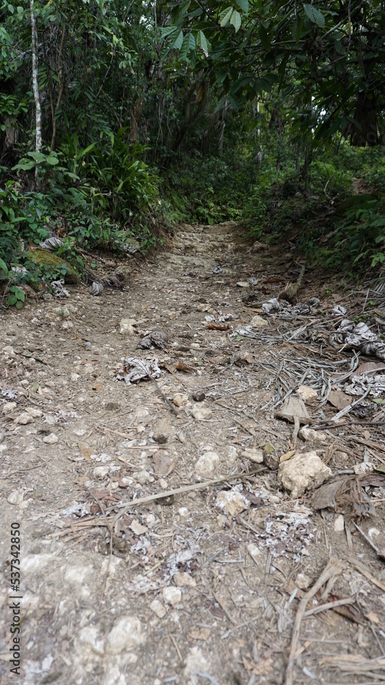 Fototapeta premium the start of the hiking trail Sendero Franklin to the waterfall Salto El Limon in the province of the Samana Peninsula in the Dominican Republic in the month of January 2022