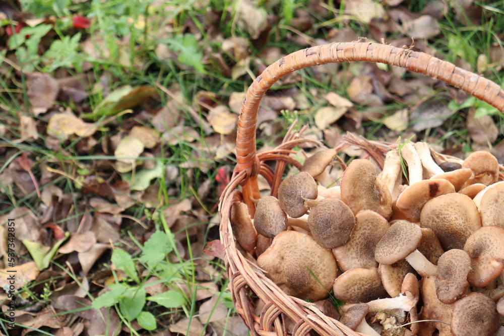 honey fungus mushrooms in the forest on a background of green grass honey fungus mushrooms in the forest on a background of green grass