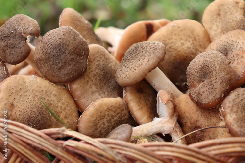 Quadro em tela honey fungus mushrooms in the forest on a background of green grass
