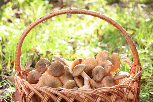 honey fungus mushrooms in the forest on a background of green grass