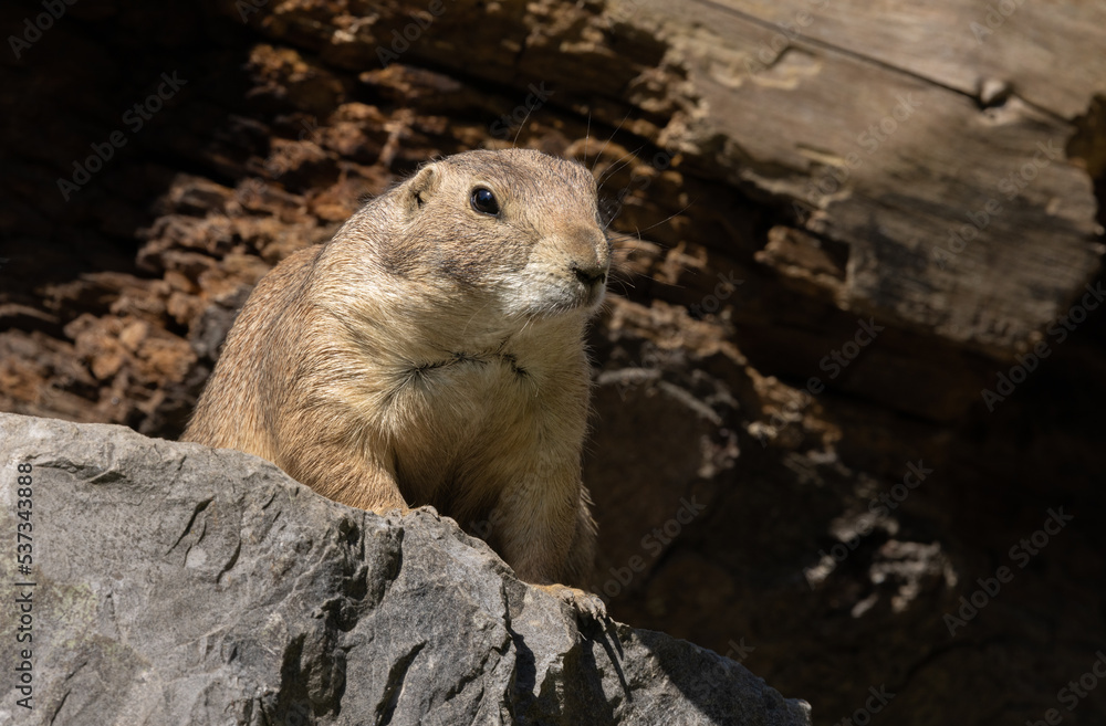 Erdmännchen hält ausschau