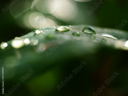 Raindrops on lush green leaf after rainfall macro close up 