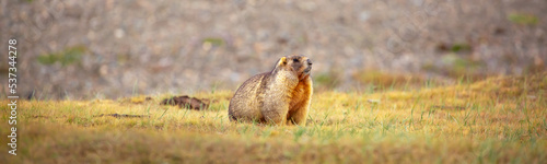 Canvas Print The marmot sits in the grass in the mountains, looks to the side, as if reading your text, studying, showing curiosity, interest
